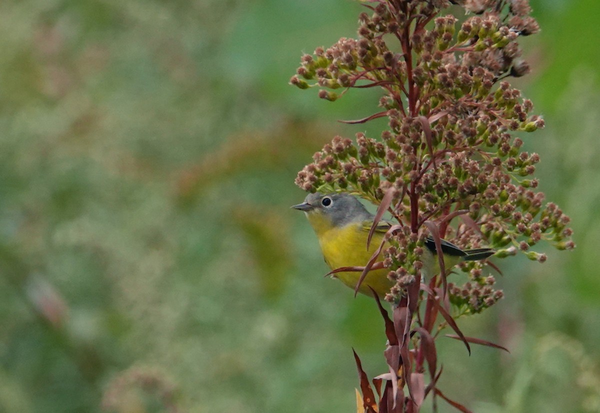 Nashville Warbler - ML273751771