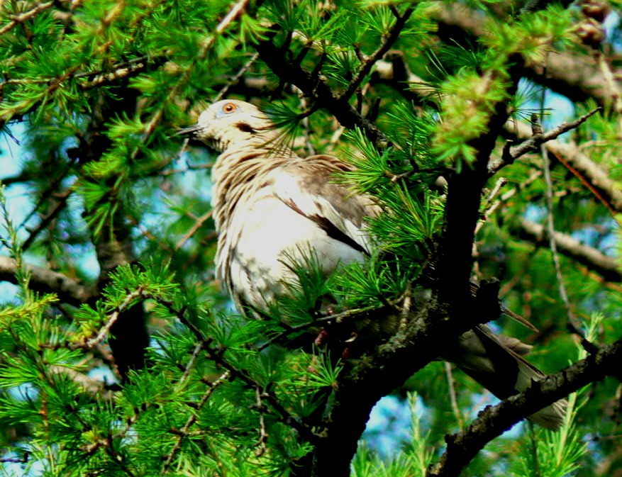 White-winged Dove - Bob Curry