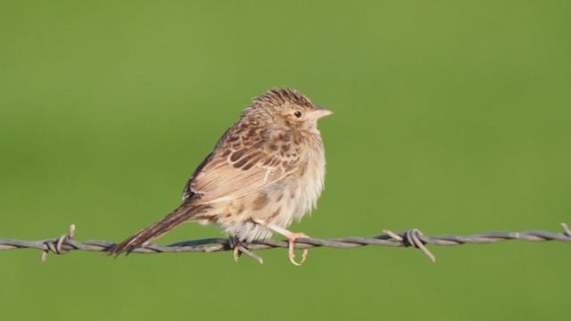 Cassin's Sparrow - ML273751981