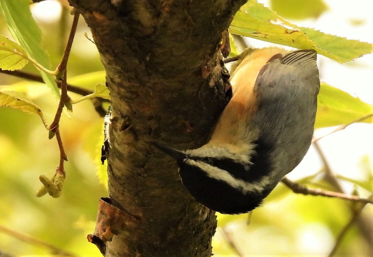 Red-breasted Nuthatch - ML273753711