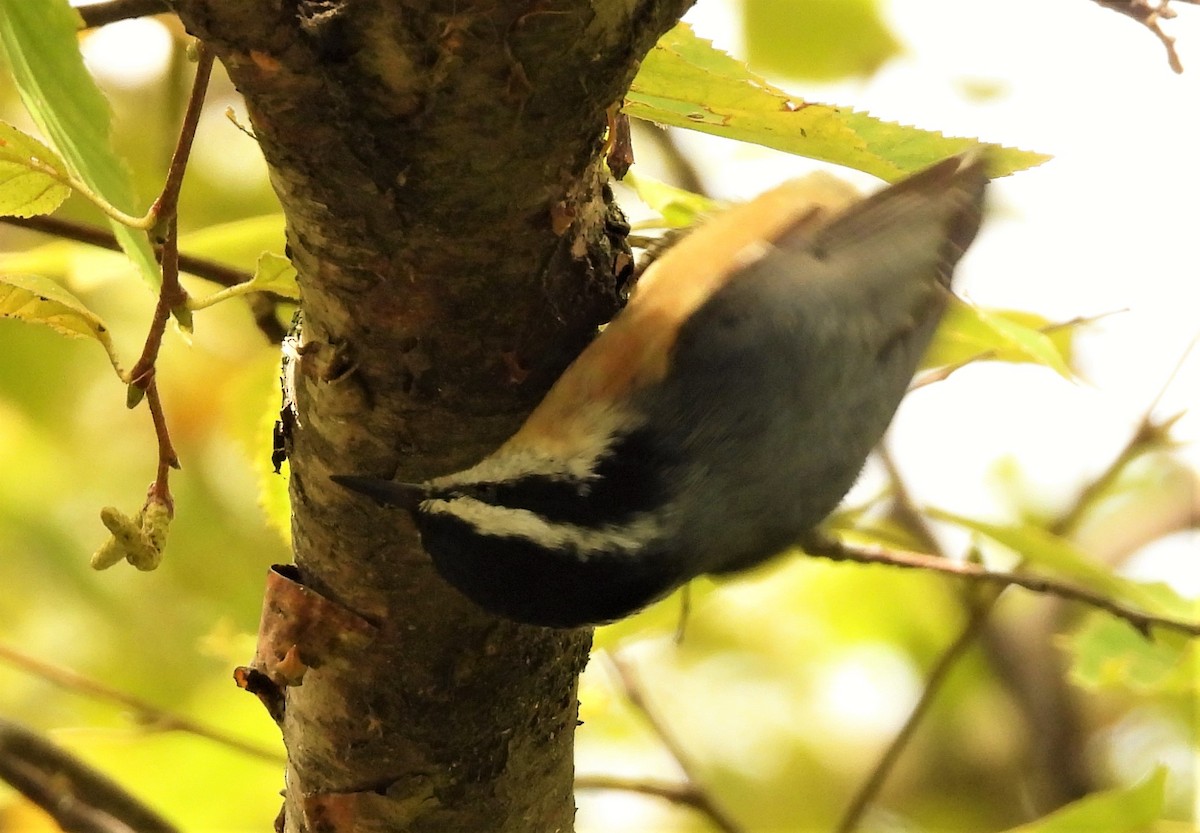 Red-breasted Nuthatch - ML273753731