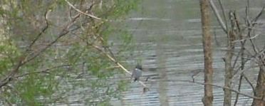 Belted Kingfisher - ML27375561