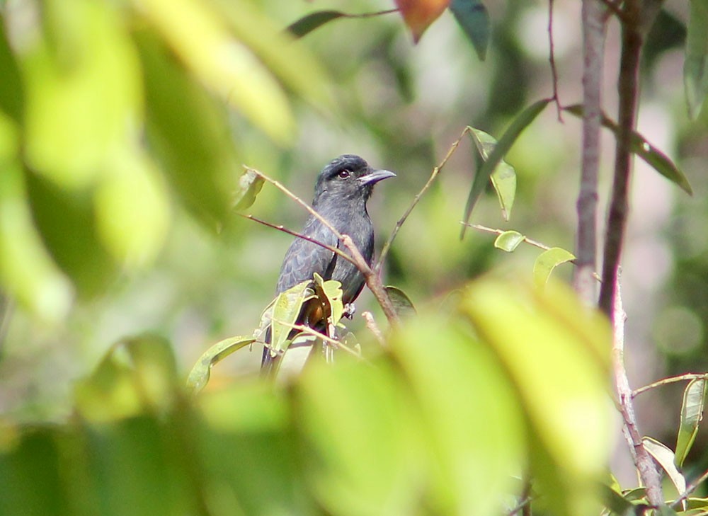 Swallow-winged Puffbird - Nelson Lage