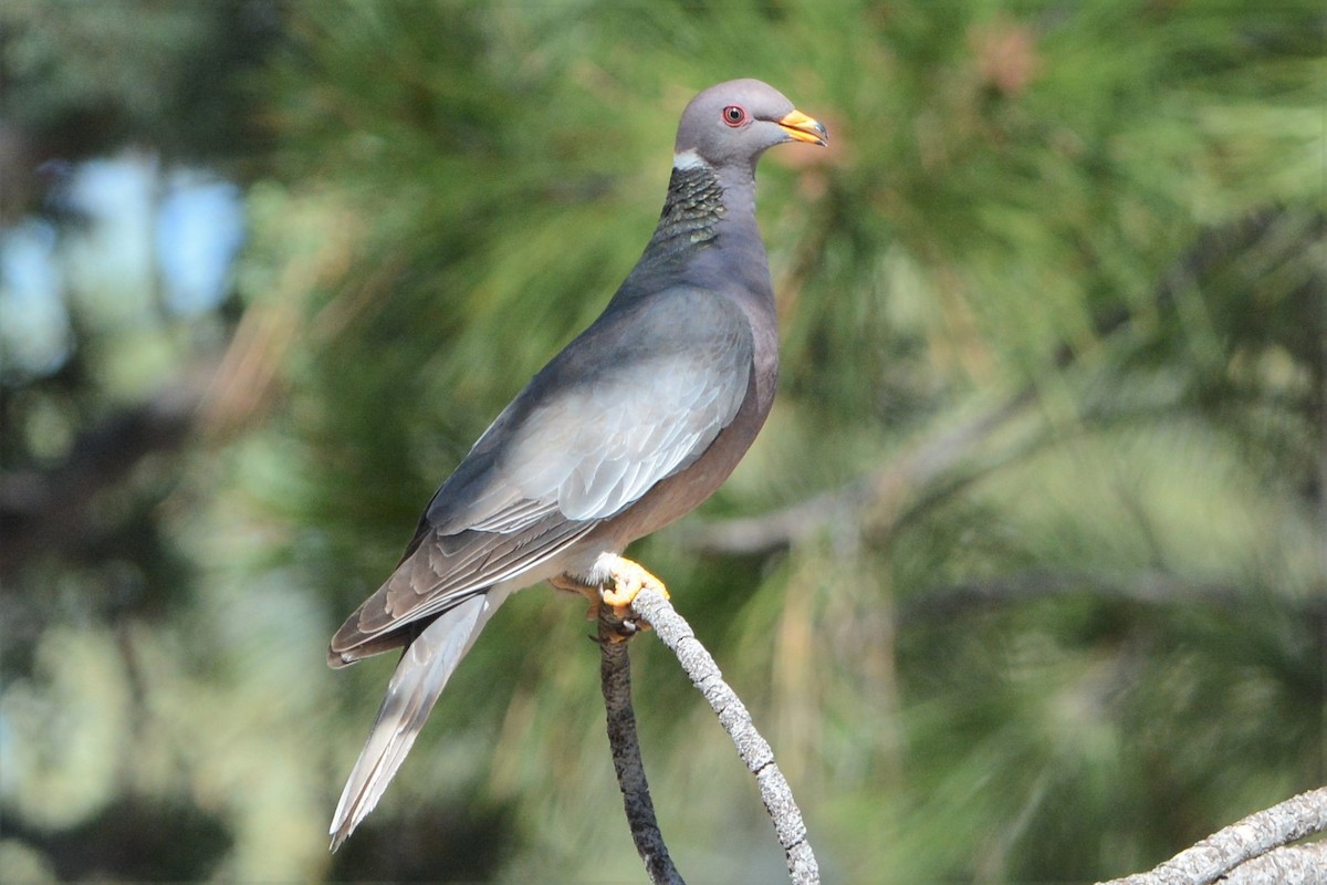Band-tailed Pigeon - ML27375911