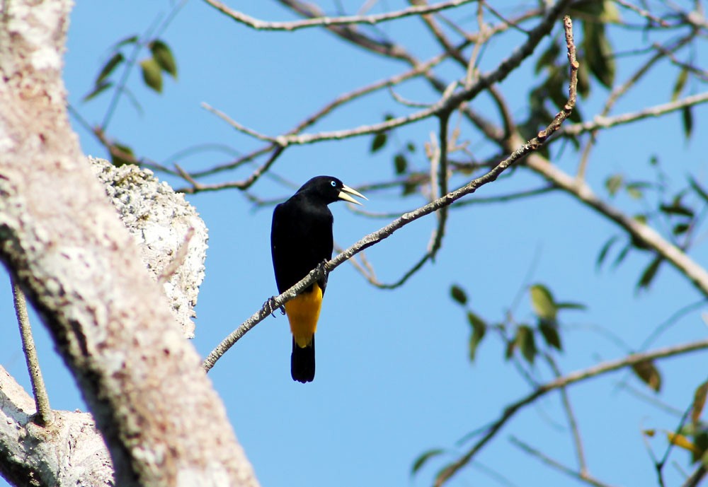 Cacique Lomiamarillo (amazonía) - ML273759461