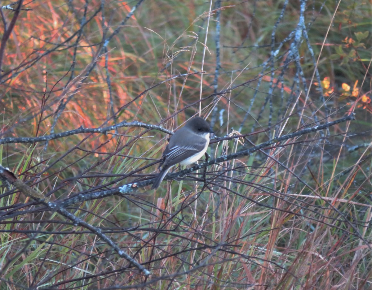 Eastern Phoebe - ML273759471