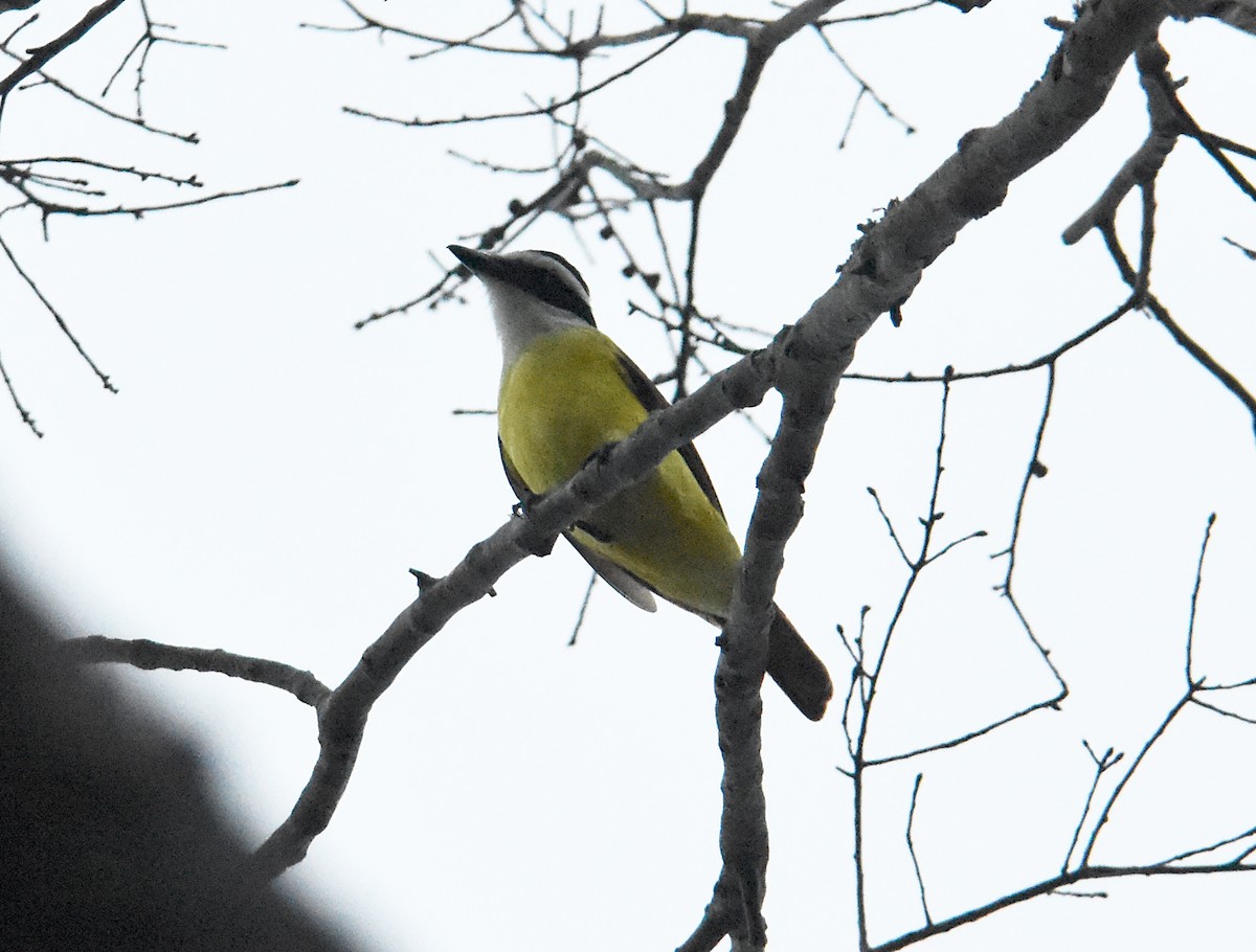 Great Kiskadee - ML273759641