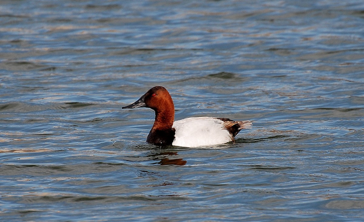Canvasback - ML273759751