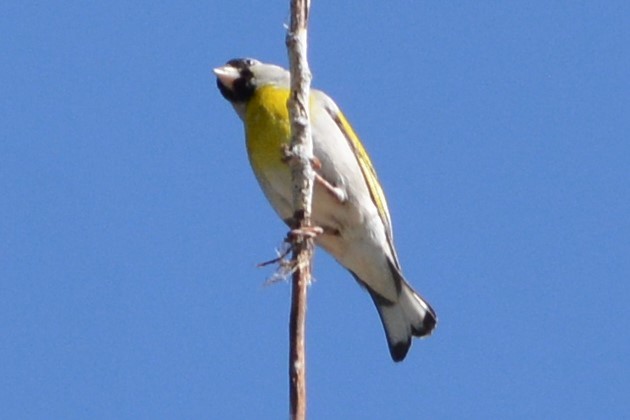 Lawrence's Goldfinch - ML27375991
