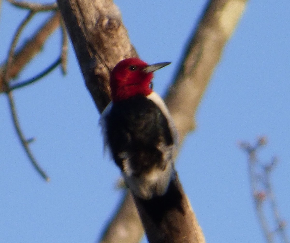 Pic à tête rouge - ML27376081