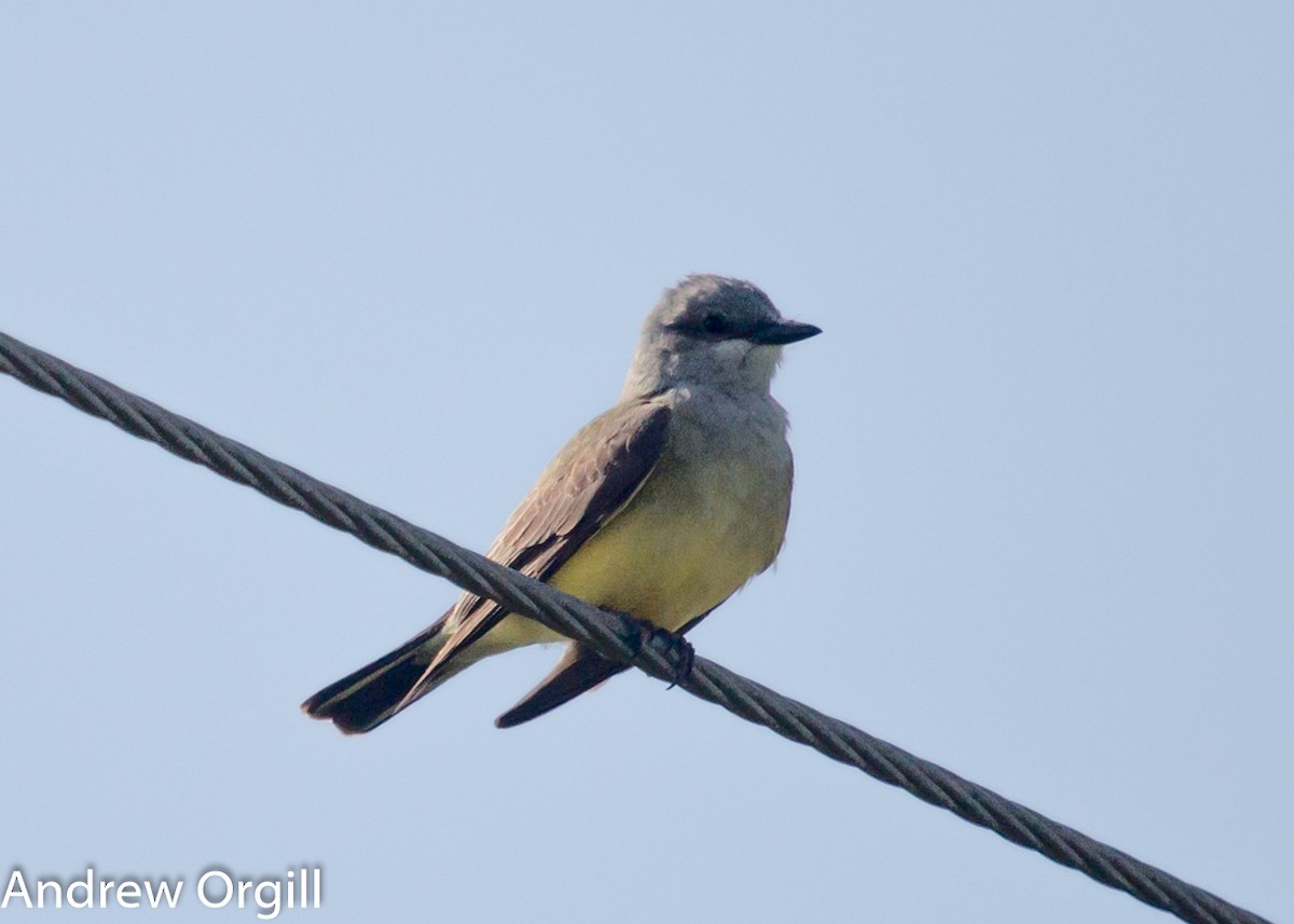 Western Kingbird - ML27376091