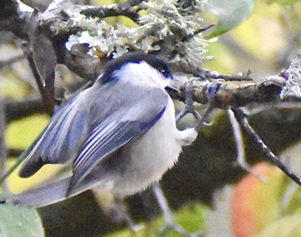 Carolina Chickadee - ML273761211