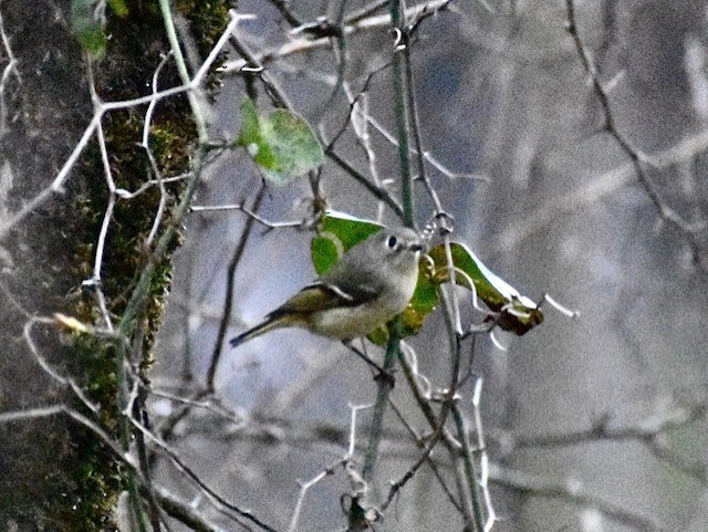 Ruby-crowned Kinglet - Jason C. Martin