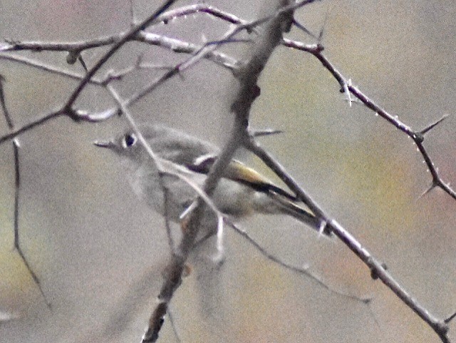 Ruby-crowned Kinglet - ML273761391