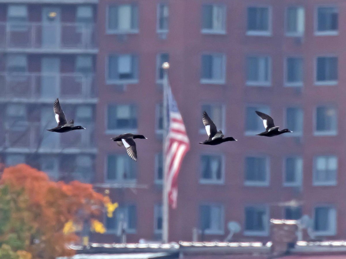 White-winged Scoter - ML273764341