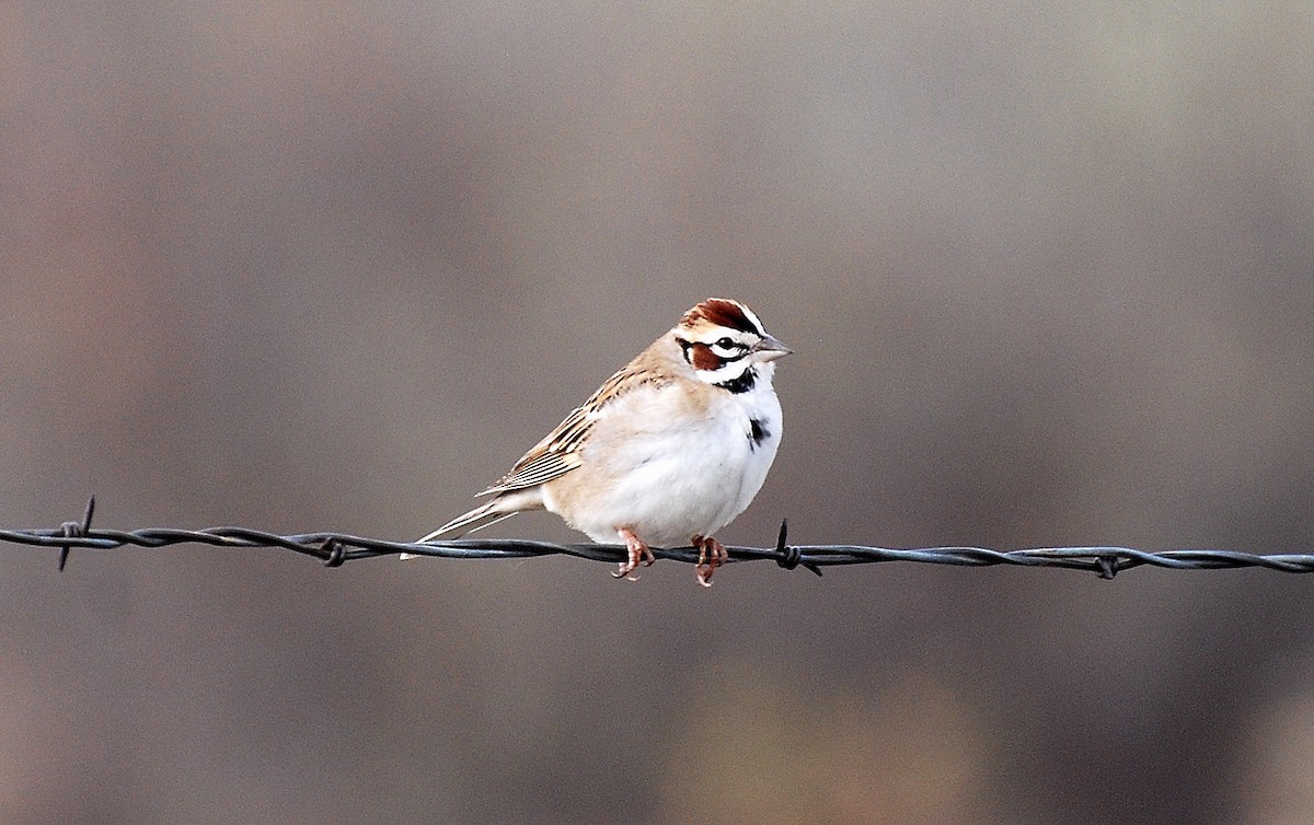 Lark Sparrow - ML273764431