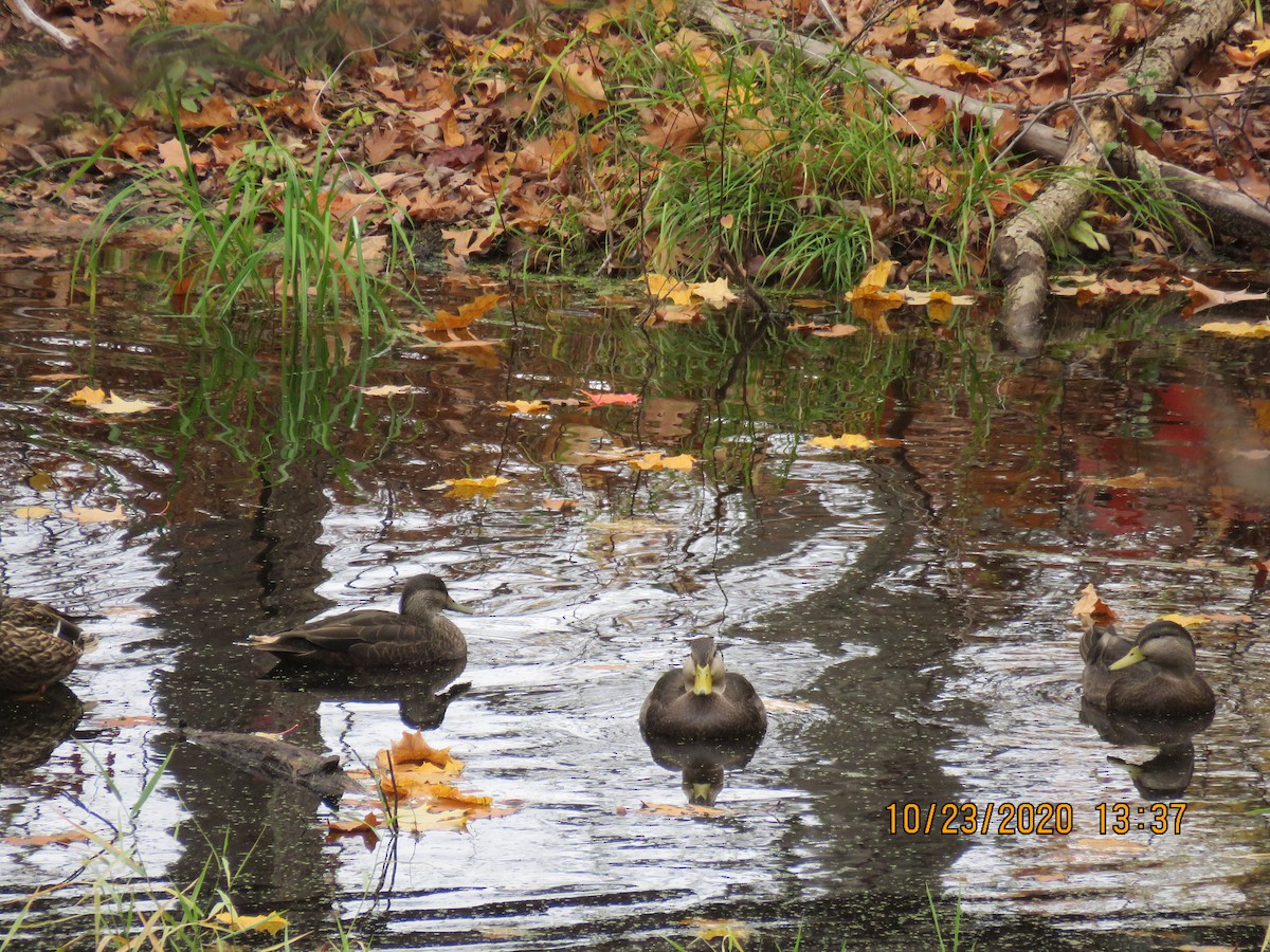 American Black Duck - ML273765051