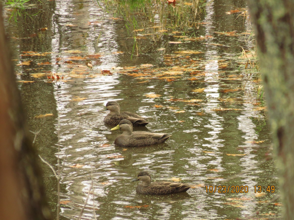 American Black Duck - ML273765061