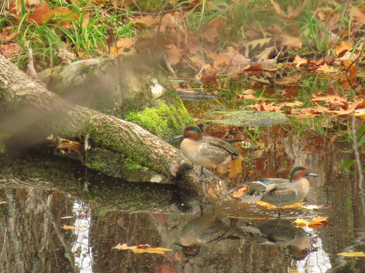 Green-winged Teal - ML273765151