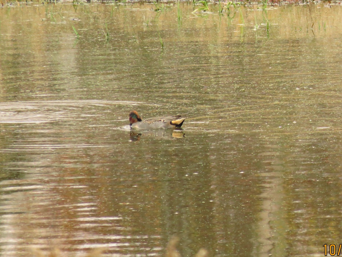 Green-winged Teal - ML273765161