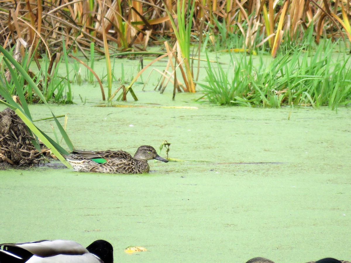Green-winged Teal - ML273765171