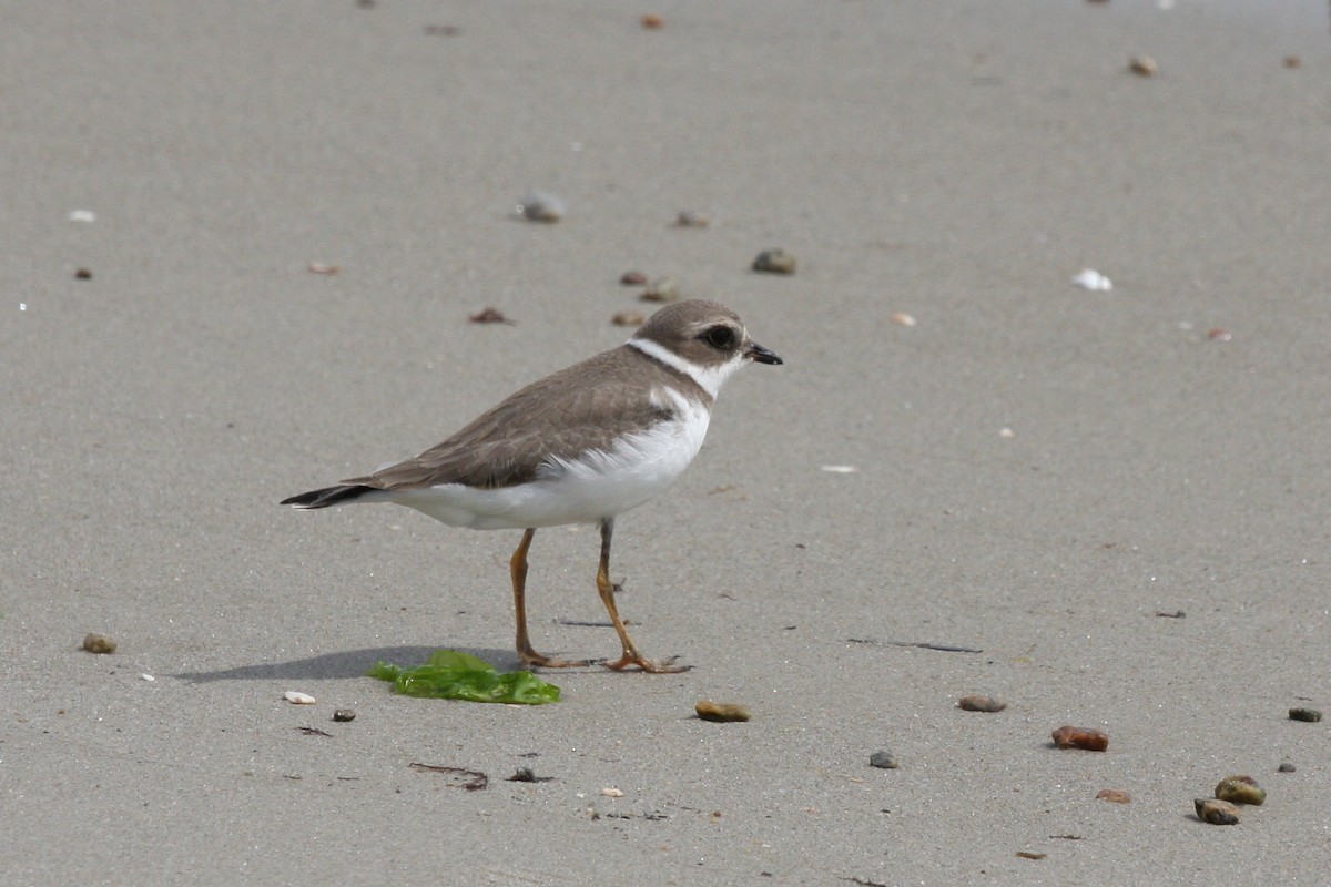 Semipalmated Plover - ML273766031