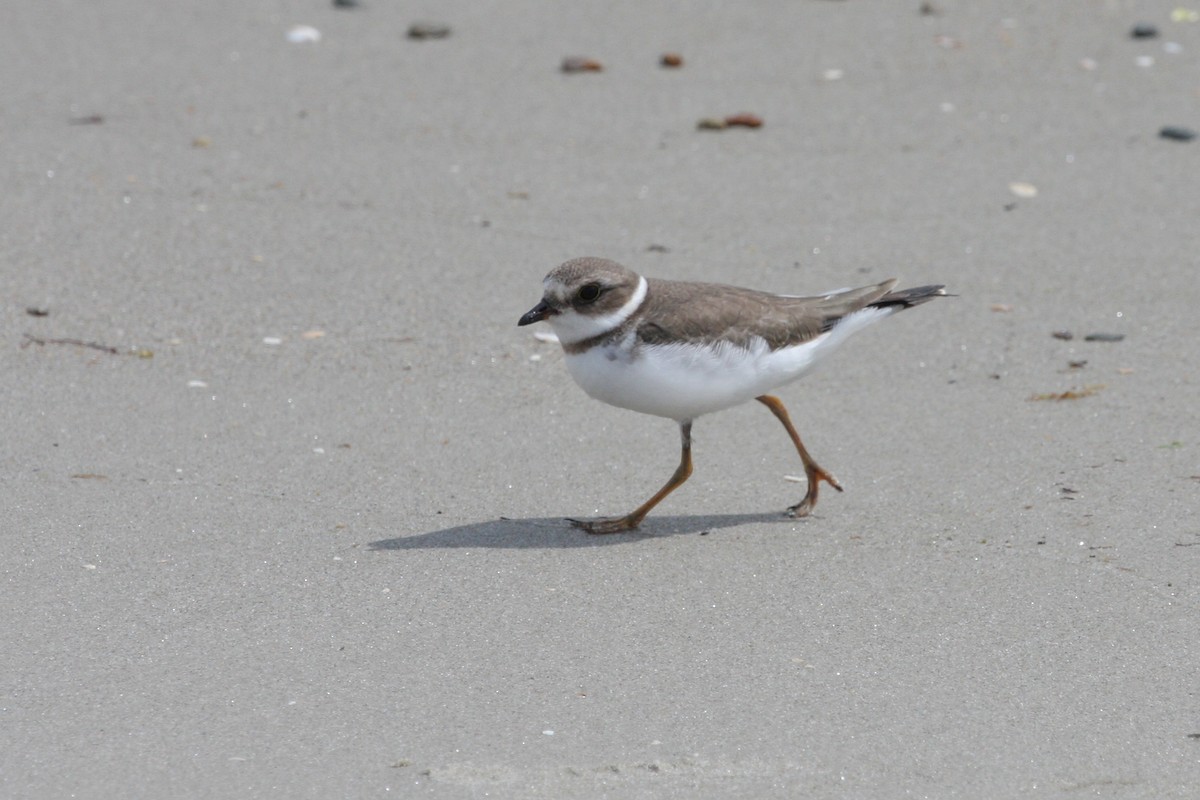 Semipalmated Plover - ML273766071