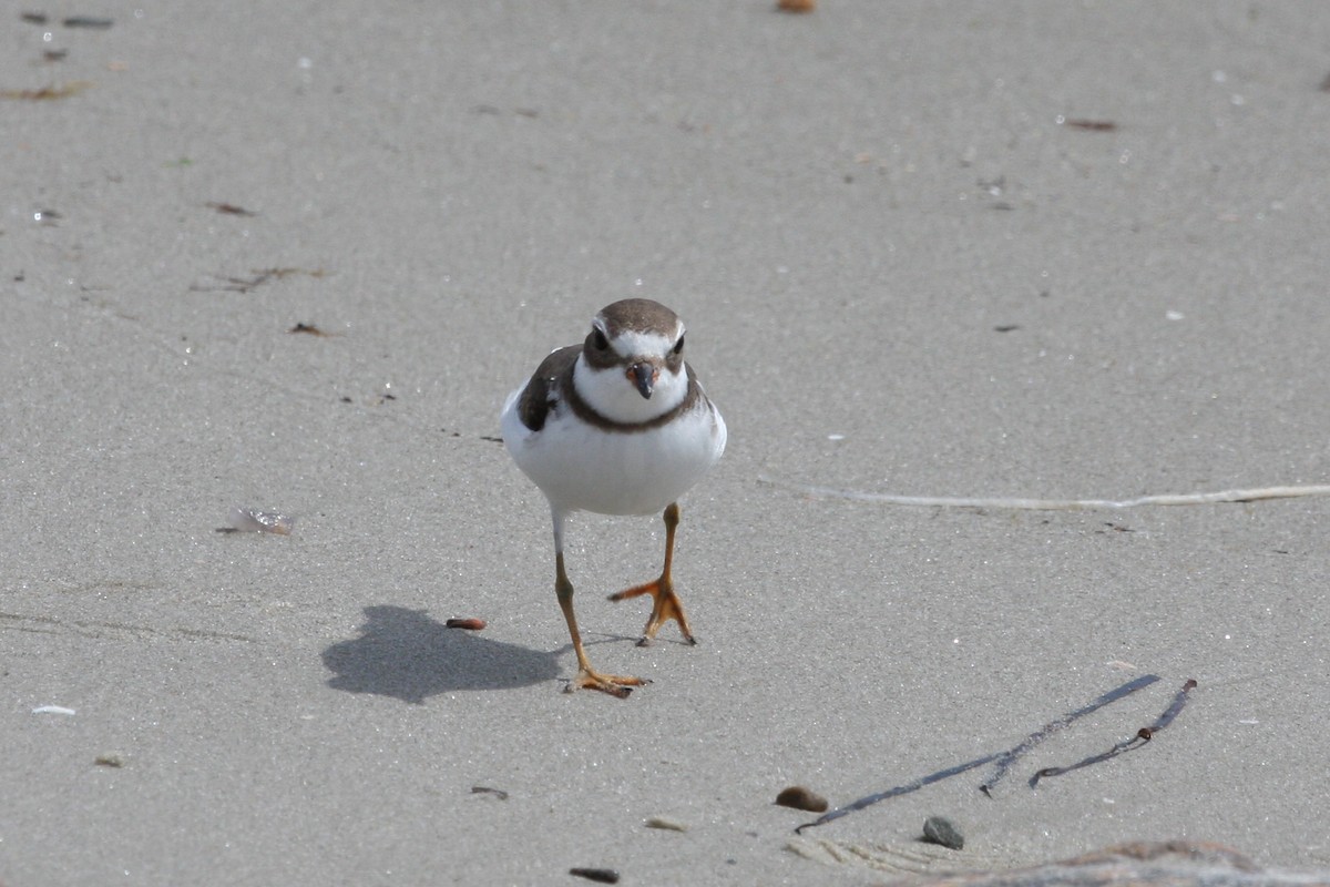 Semipalmated Plover - ML273766091