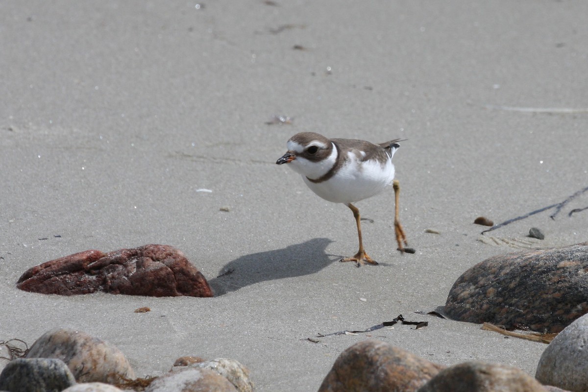 Semipalmated Plover - ML273766121