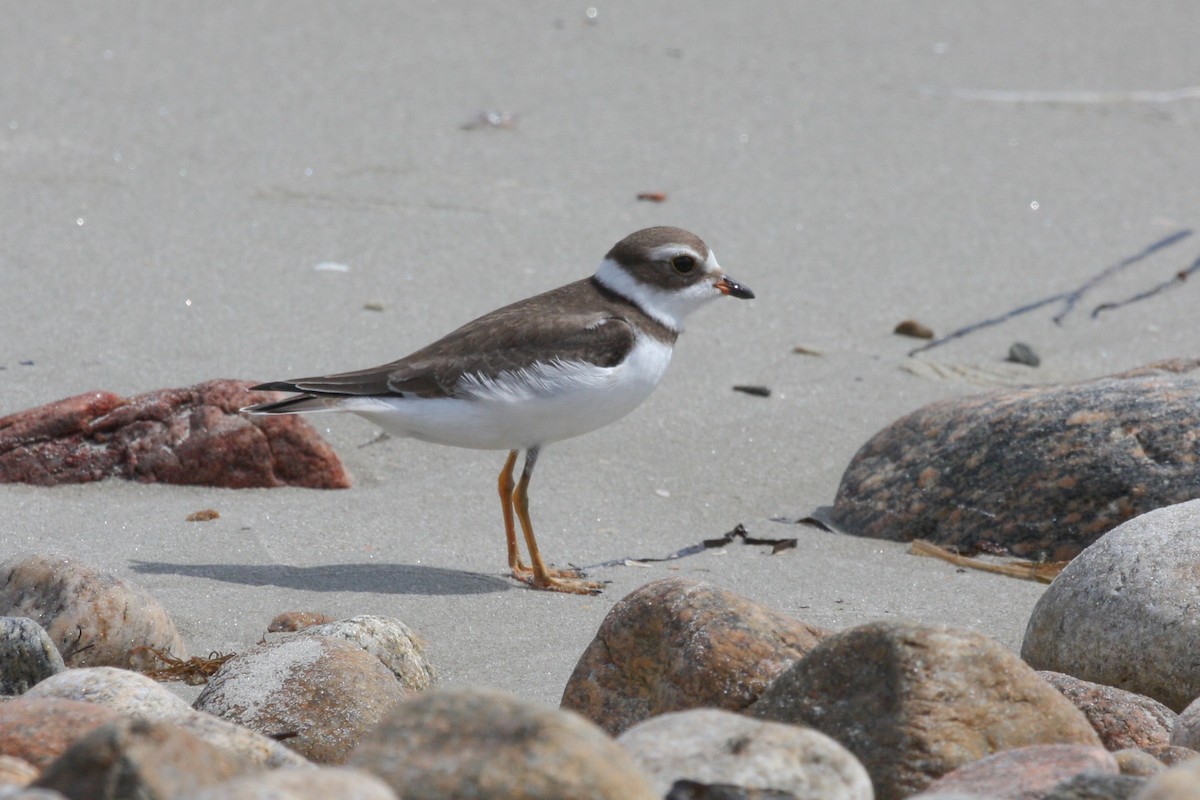 Semipalmated Plover - ML273766131