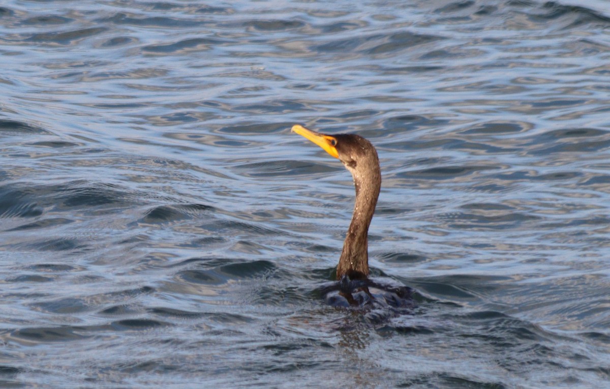 Double-crested Cormorant - ML273770531