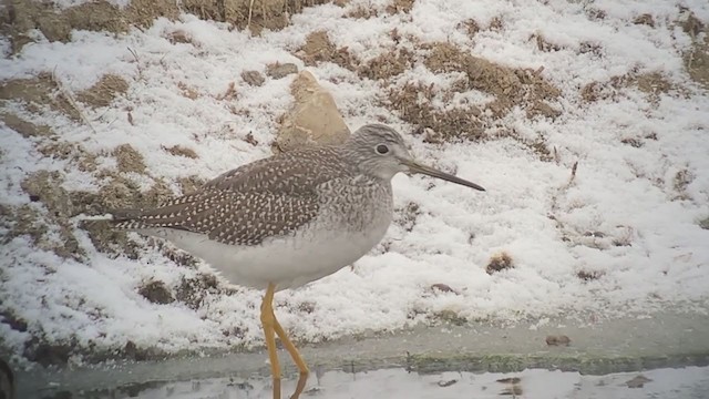 Greater Yellowlegs - ML273771531