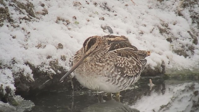 Wilson's Snipe - ML273772551