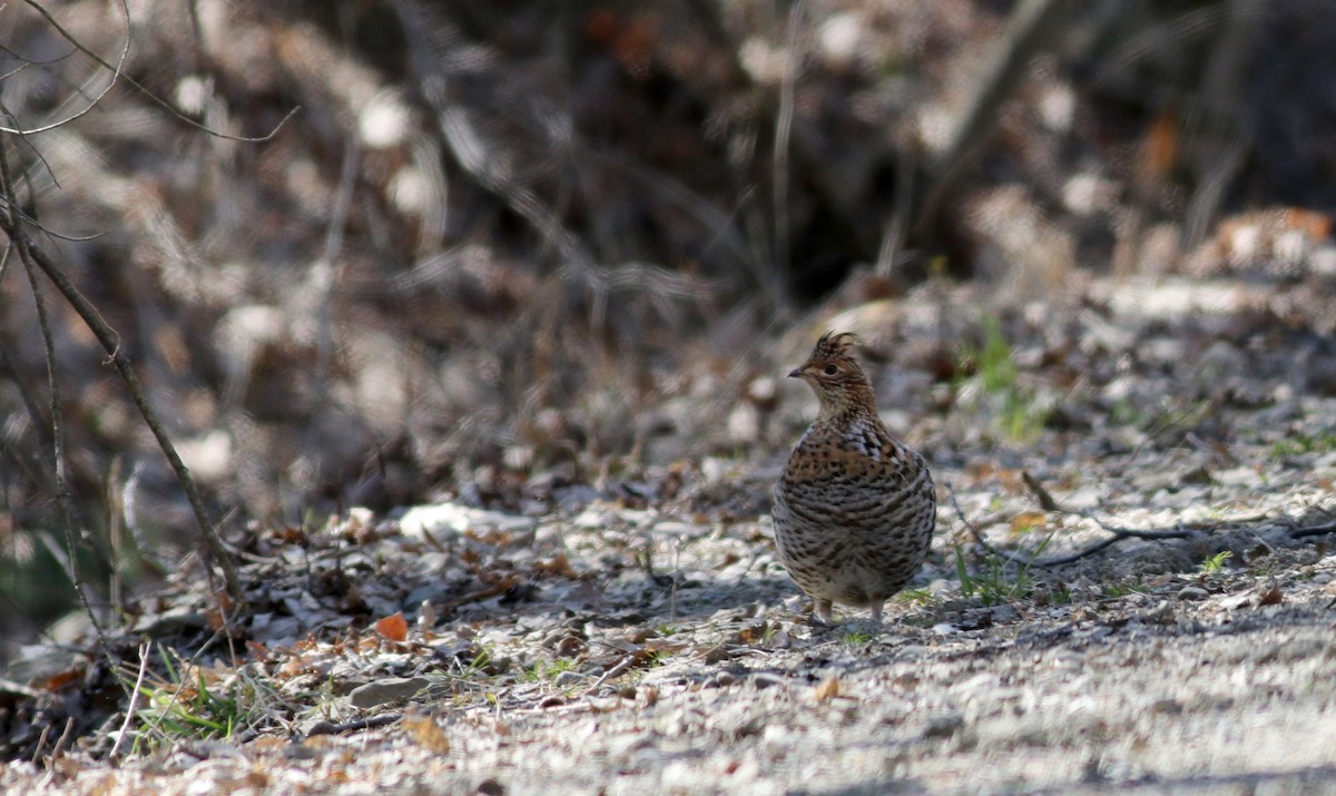 Ruffed Grouse - ML27377271