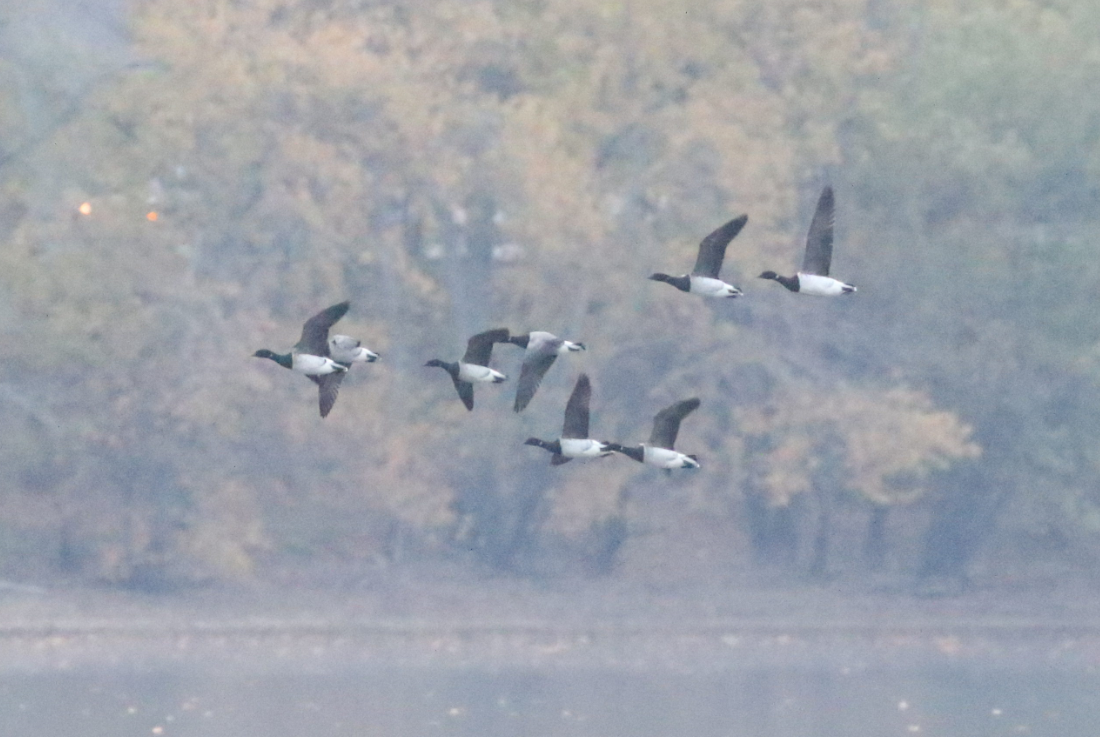 Brant - ML273773061