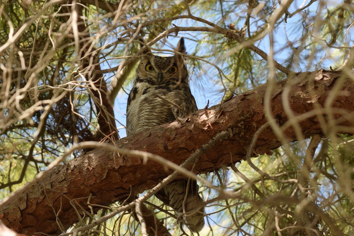 Great Horned Owl - ML273773281