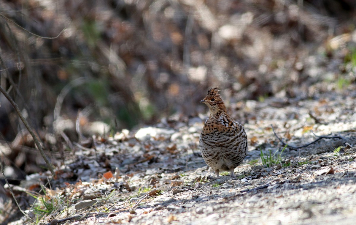 Ruffed Grouse - ML27377391