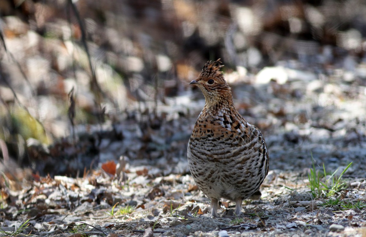 Ruffed Grouse - ML27377461