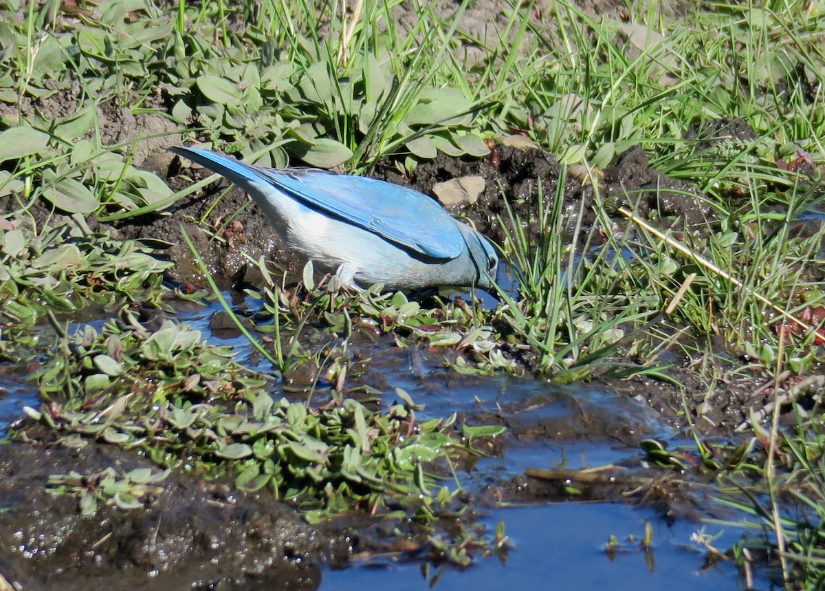 Mountain Bluebird - Char Corkran