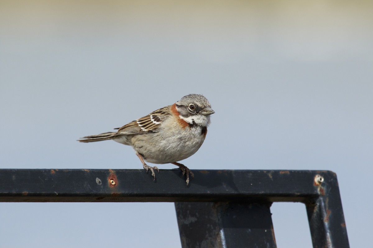 アカエリシトド（australis） - ML273776071