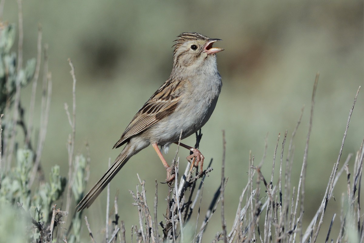 Brewer's Sparrow - David Hollie