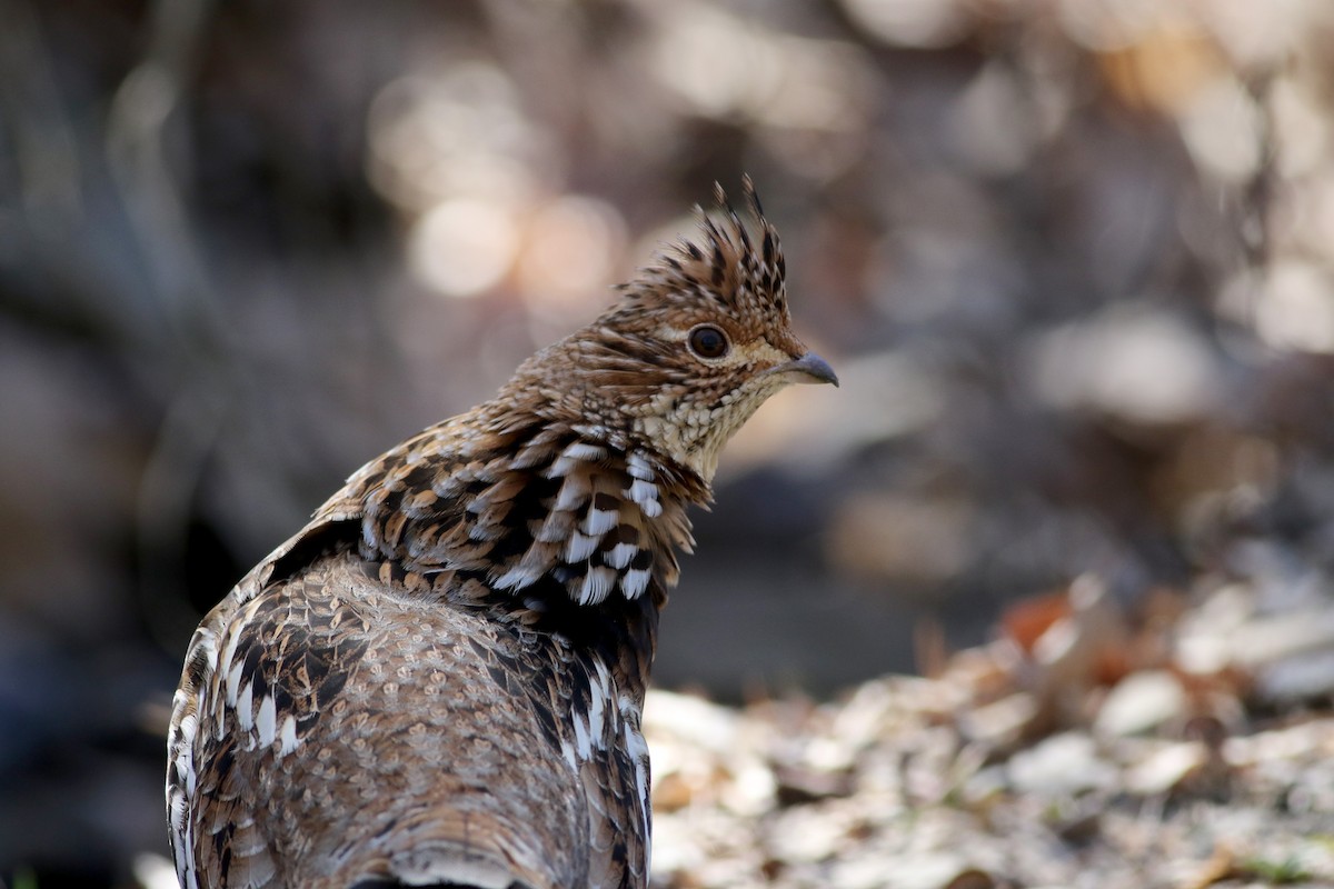 Ruffed Grouse - ML27377691