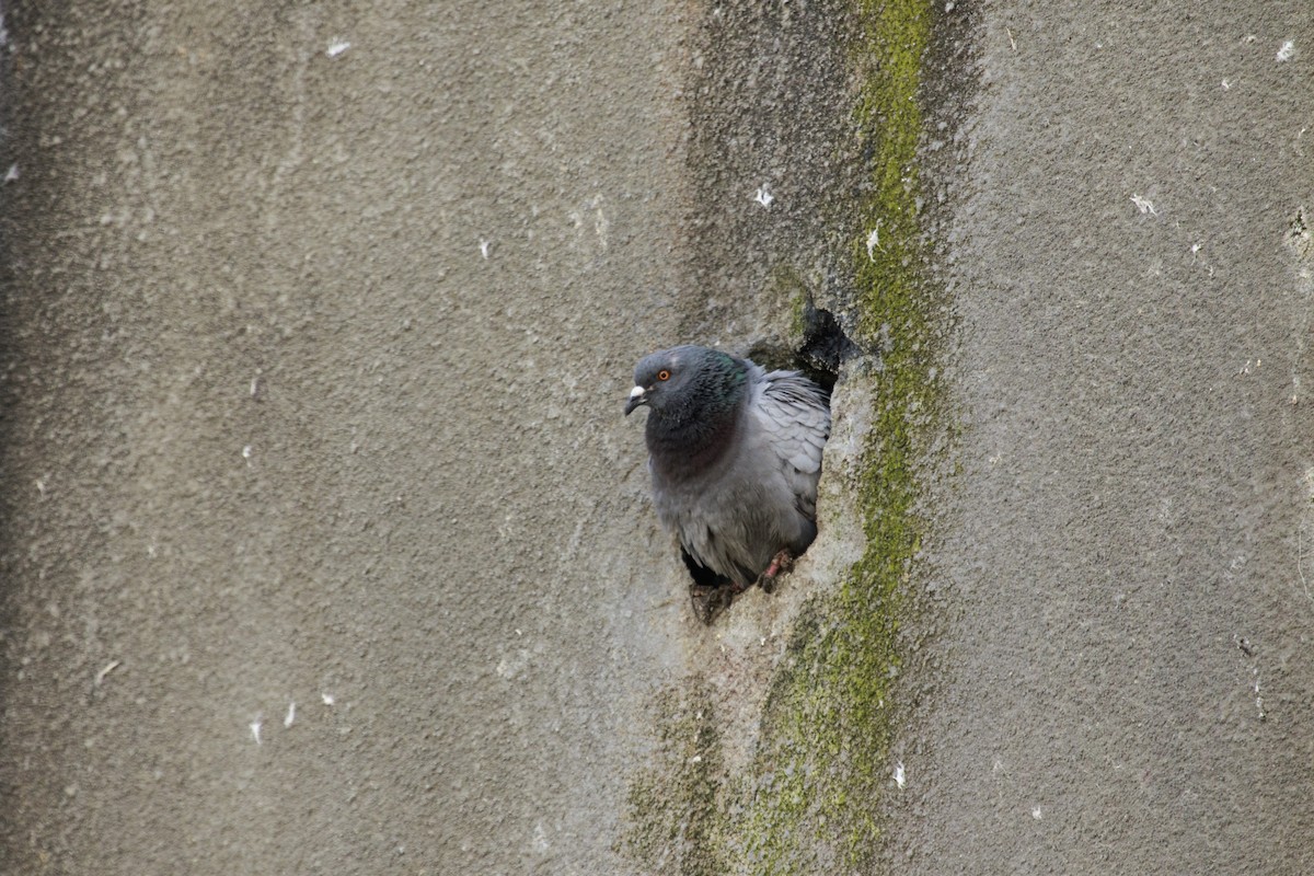 Rock Pigeon (Feral Pigeon) - Emanuel Tiberi