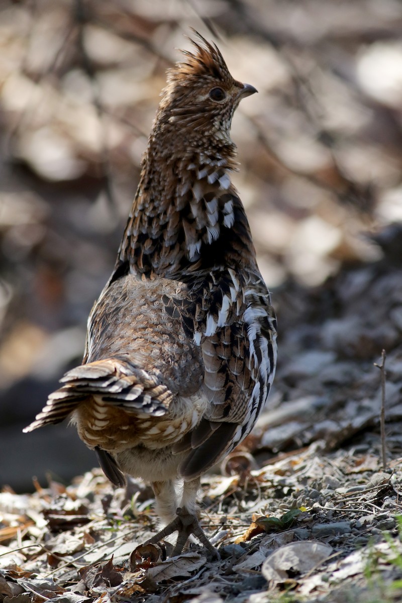 Ruffed Grouse - ML27377751