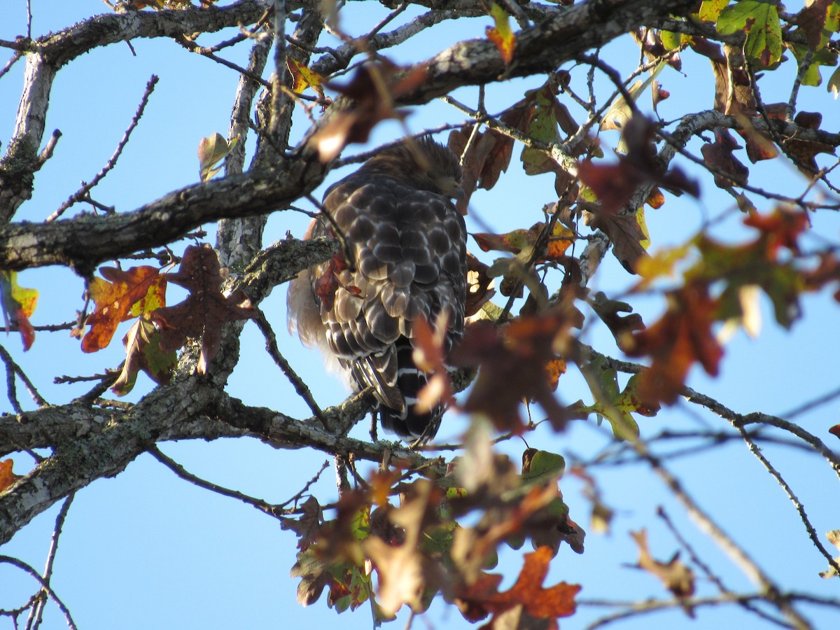 Red-shouldered Hawk - ML273777611