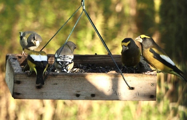 Evening Grosbeak - Celeste Morien