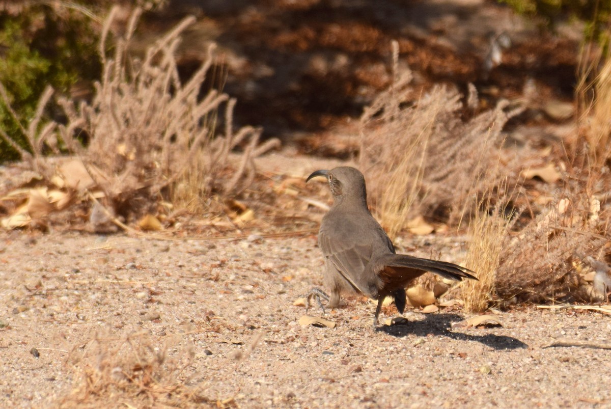 Crissal Thrasher - ML273779221