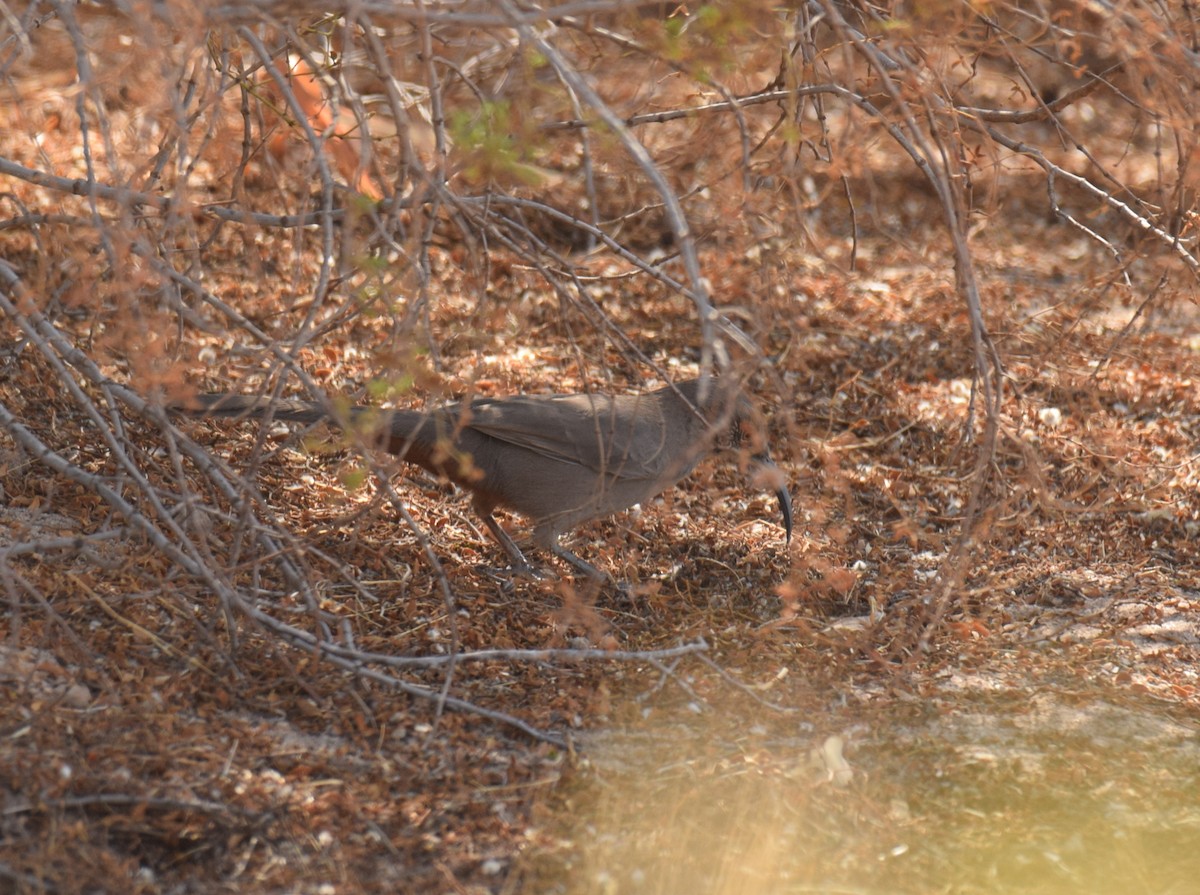 Crissal Thrasher - ML273779281