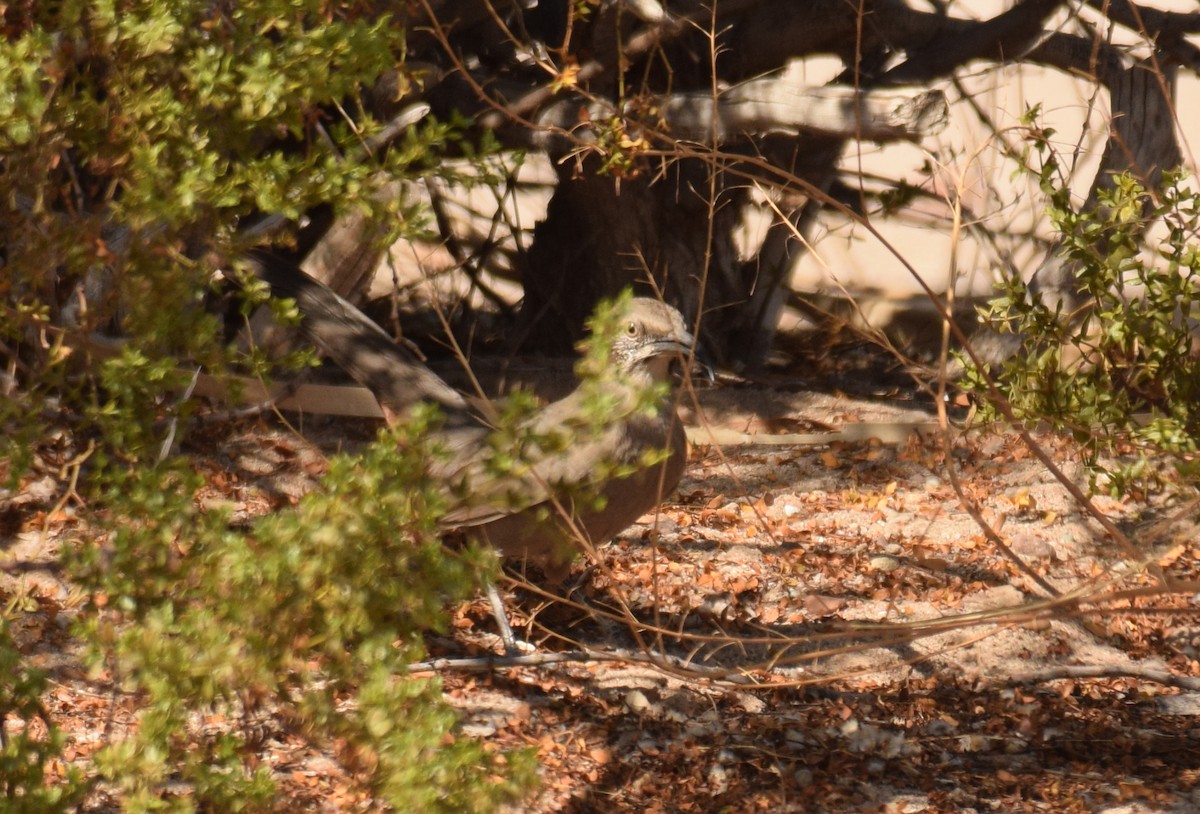 Crissal Thrasher - ML273779301