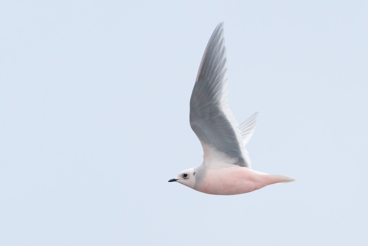 Ross's Gull - ML273781071